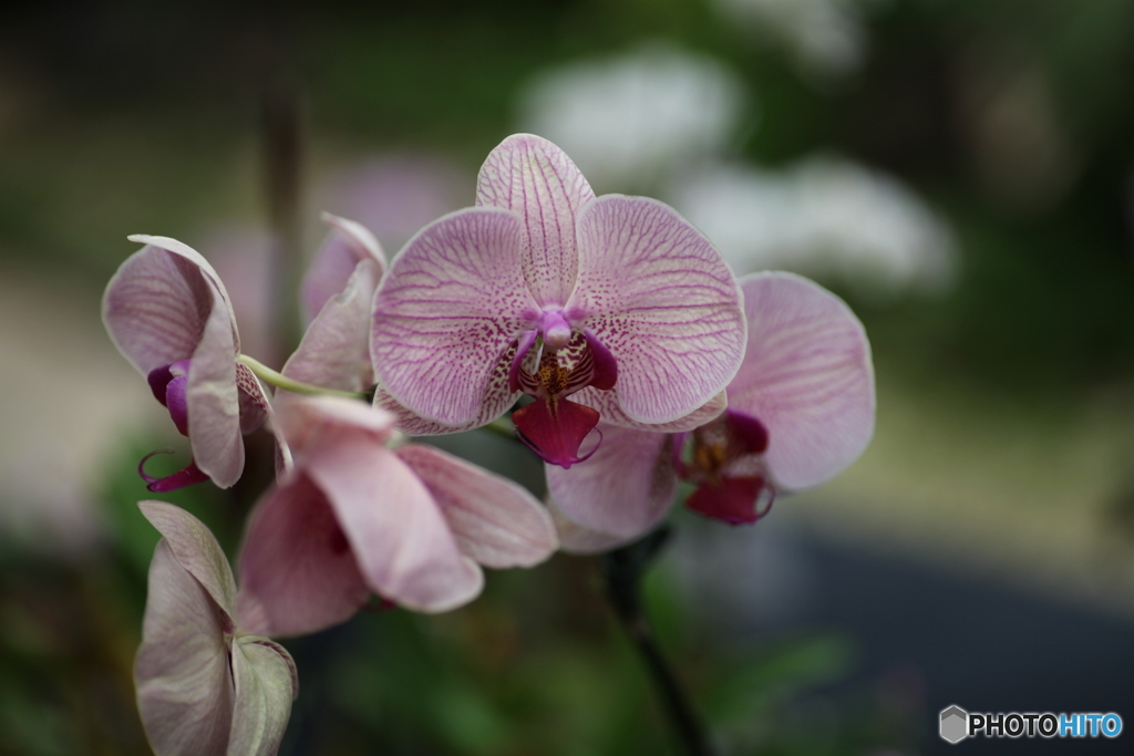 きれいな花