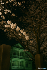 夜桜