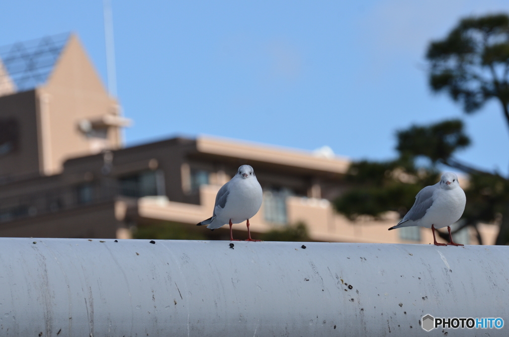住吉川の野鳥