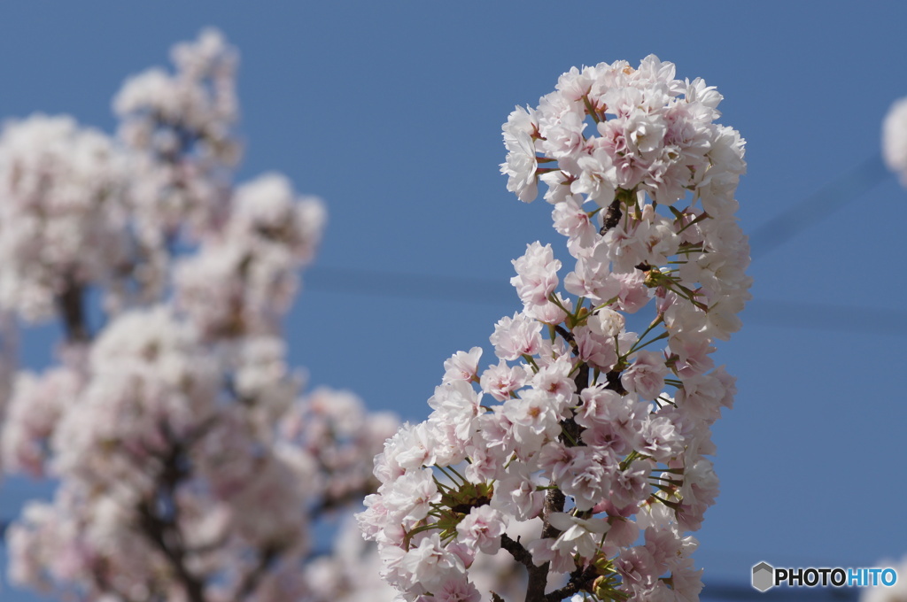 丸い桜