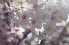 光を浴びた桜