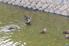 天井川に集まるカルガモ