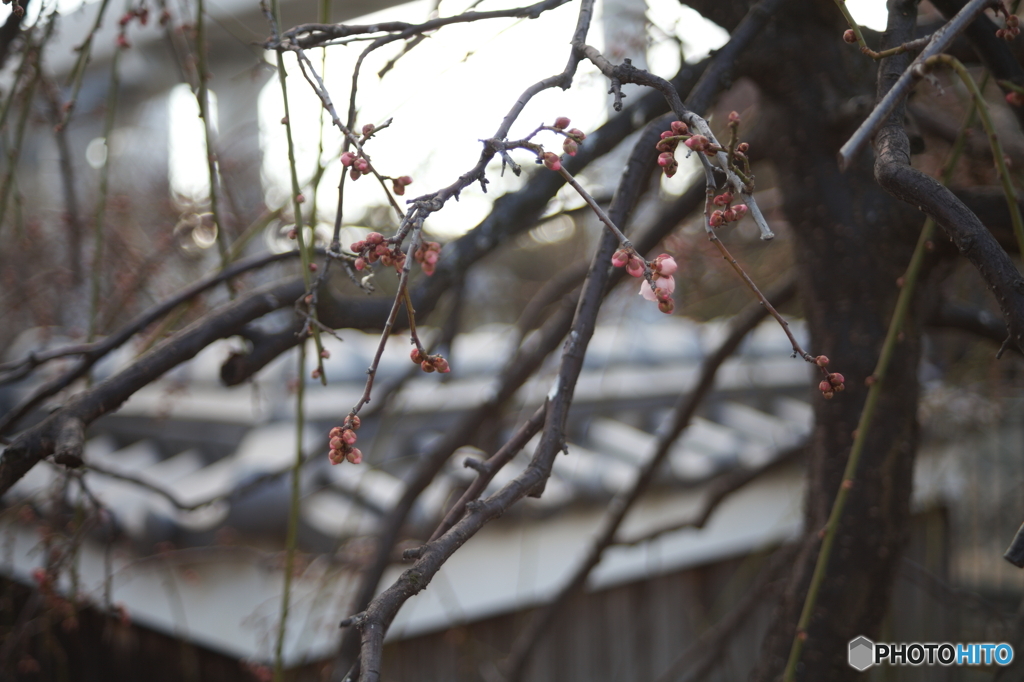 住吉川公園の枝垂れ梅