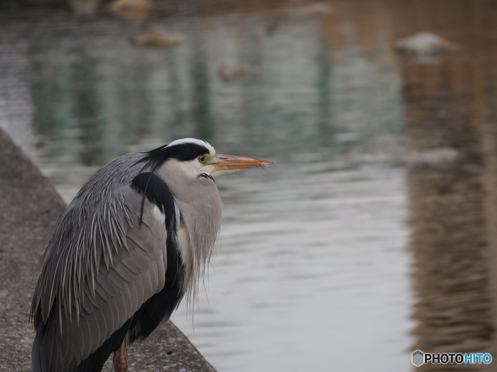 住吉川の野鳥