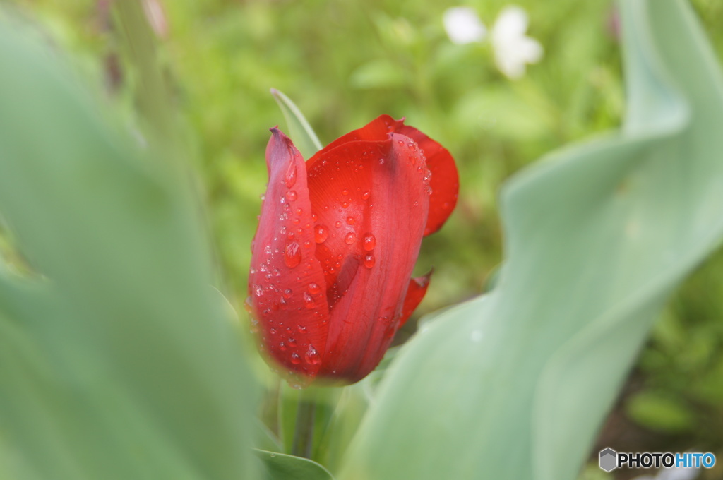 公園の花