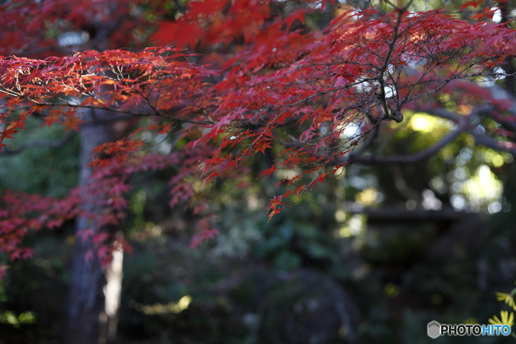相楽園の紅葉