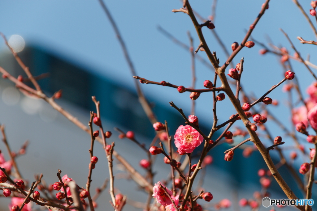 新年の梅と六甲ライナー