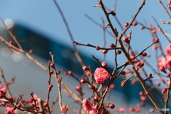 新年の梅と六甲ライナー