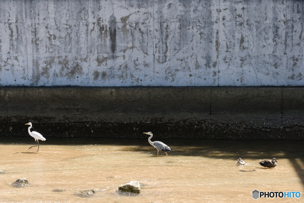 大雨の後、河口に集まる野鳥