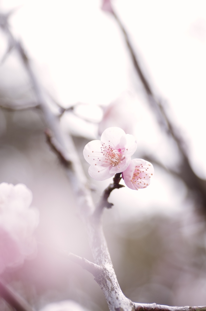 桜　