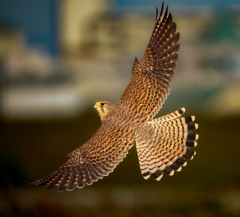 チョウゲンボウ チョウゲンボウ