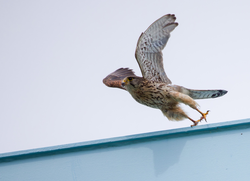 チョウゲンボウ