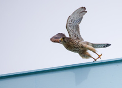 チョウゲンボウ