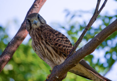 チョウゲンボウ