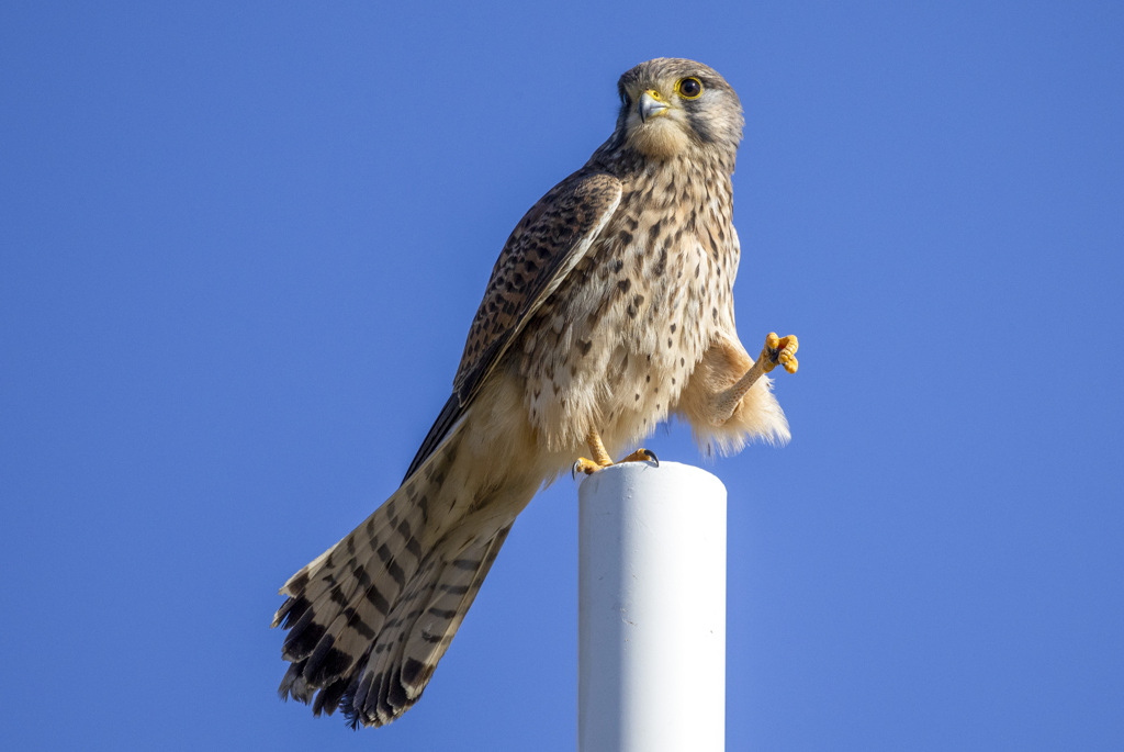 チョウゲンボウのじゃんけん