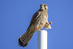 チョウゲンボウのじゃんけん