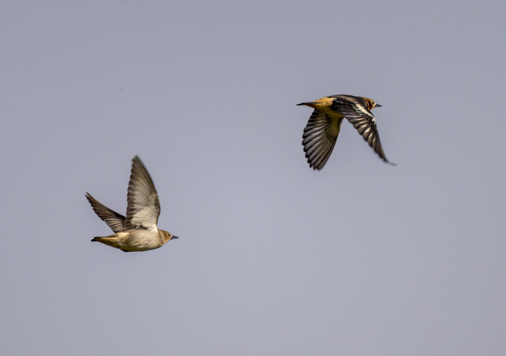 コムクドリ飛ぶ