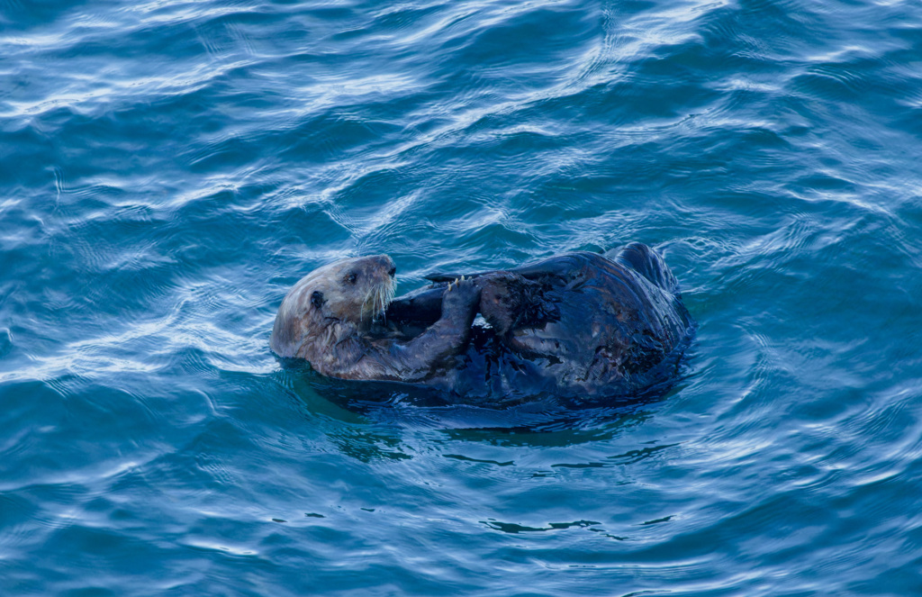 ラッコ 霧多布岬