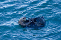 ラッコ 霧多布岬