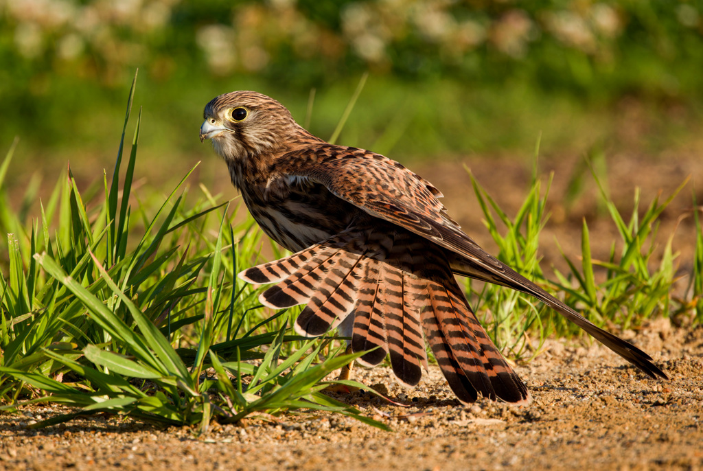 チョウゲンボウ
