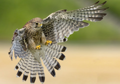 チョウゲンボウ