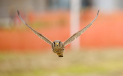 チョウゲンボウ