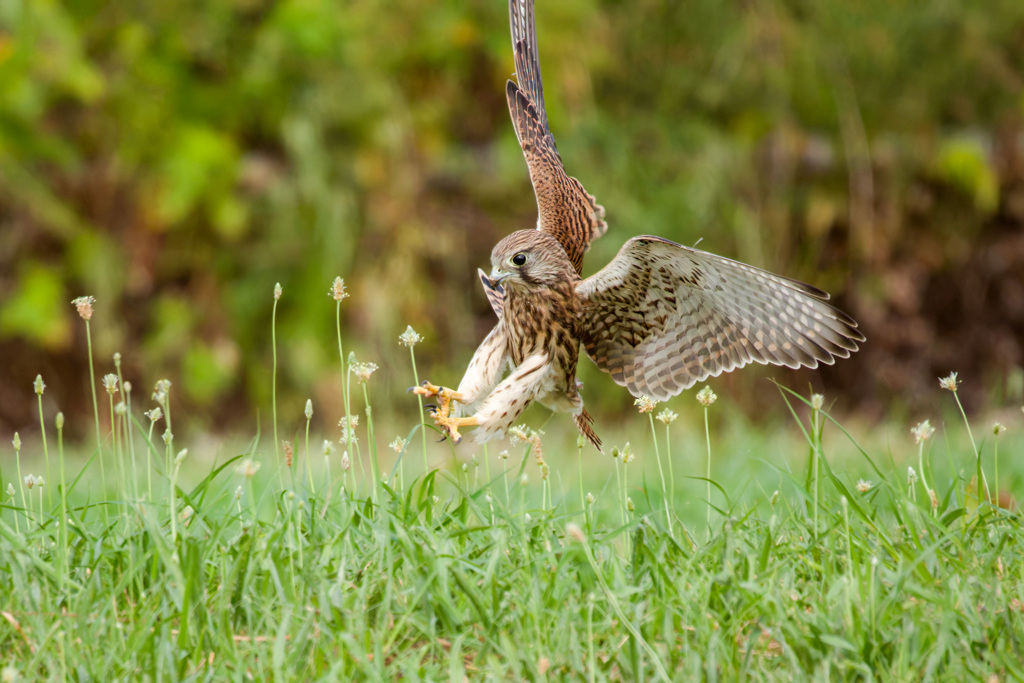 チョウゲンボウ