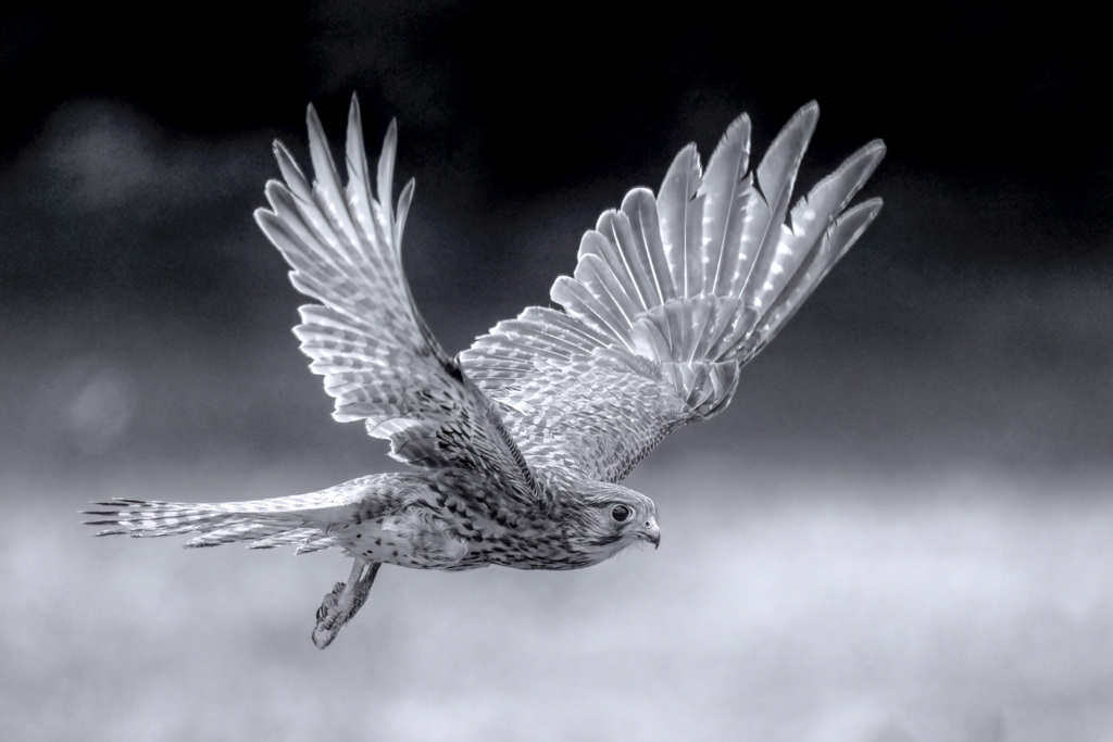 チョウゲンボウ