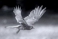 チョウゲンボウ