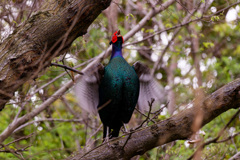 木上の母衣うち