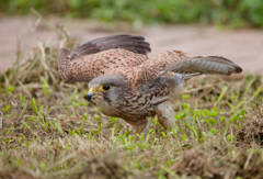 チョウゲンボウ