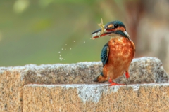 カワセミ
