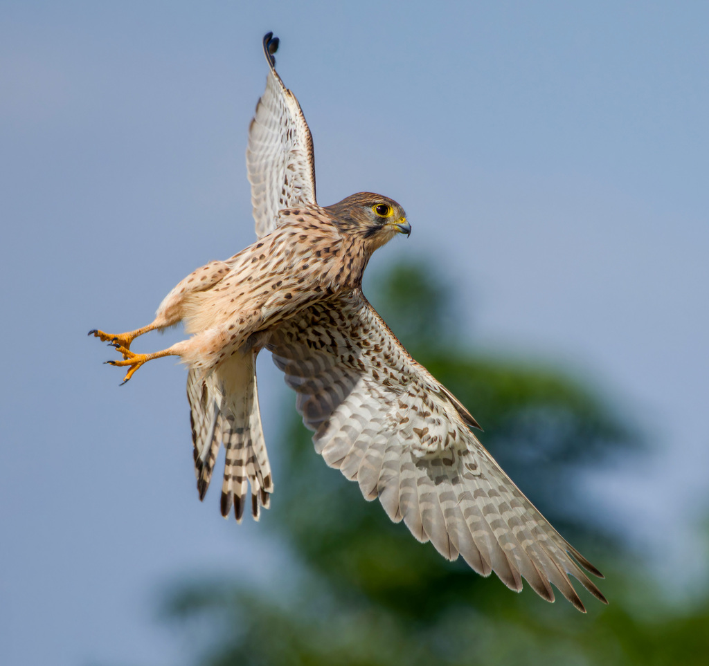 チョウゲンボウ