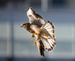 チョウゲンボウ