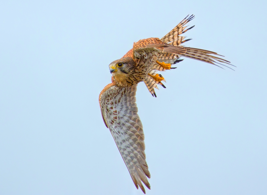 チョウゲンボウ