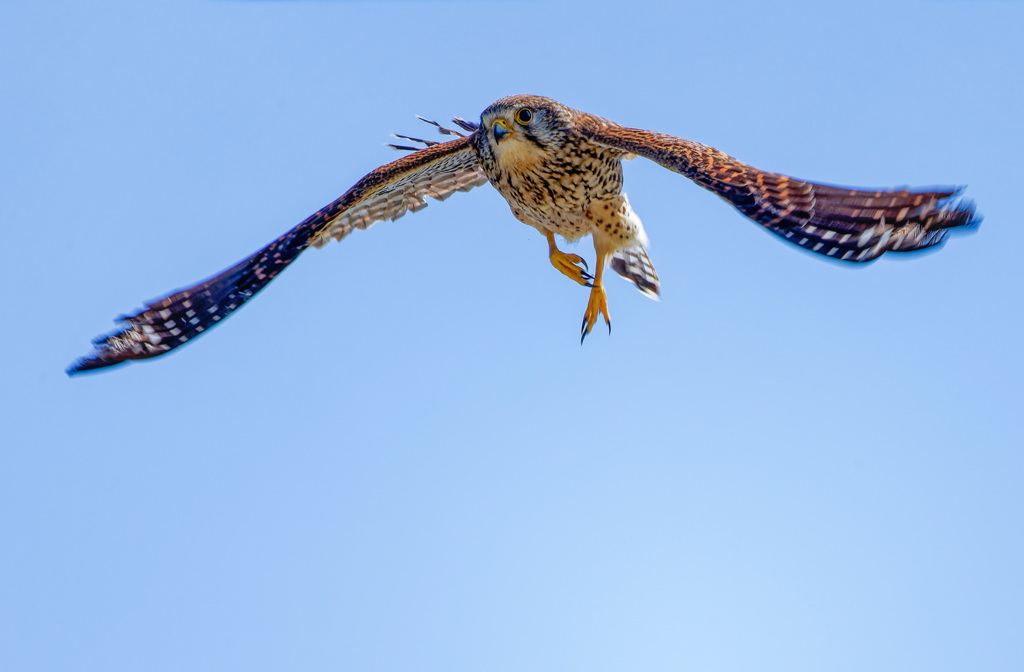 チョウゲンボウ