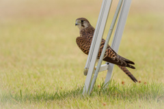 チョウゲンボウ