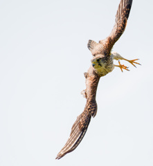 チョウゲンボウ