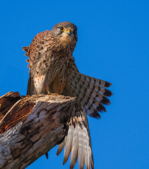 チョウゲンボウ