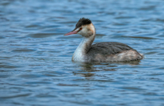 カンムリカイツブリ
