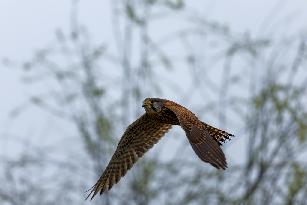 チョウゲンボウ