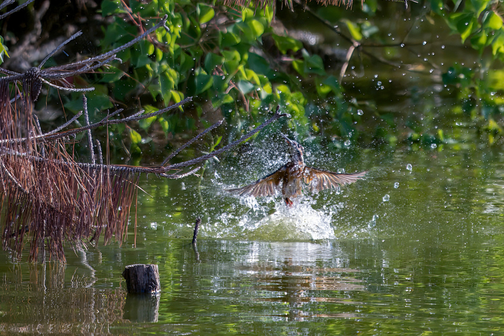 カワセミ