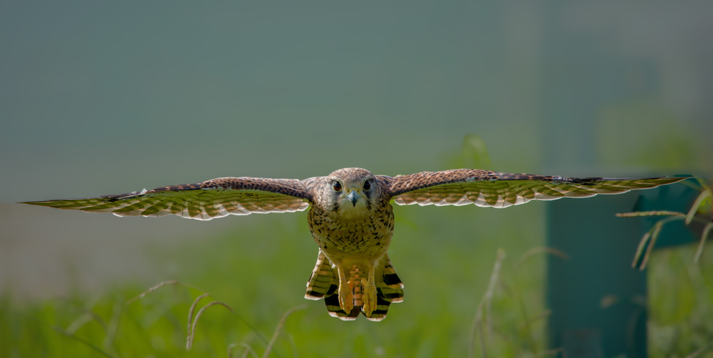 チョウゲンボウ