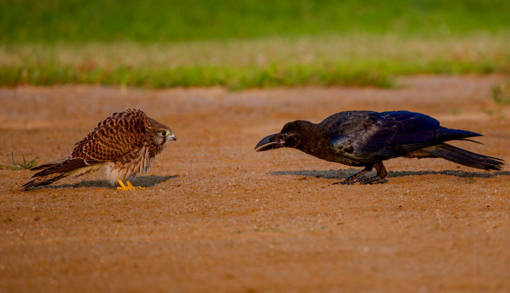 チョウゲンボウ