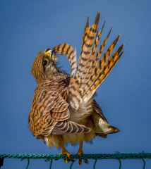 チョウゲンボウ