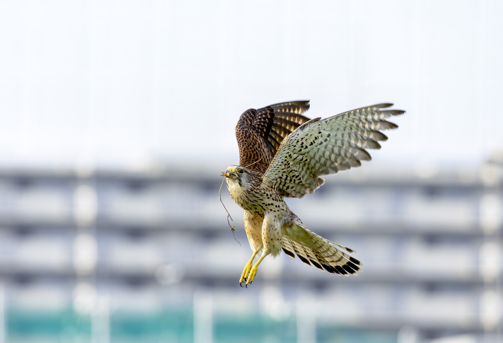 チョウゲンボウ