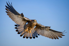 チョウゲンボウ