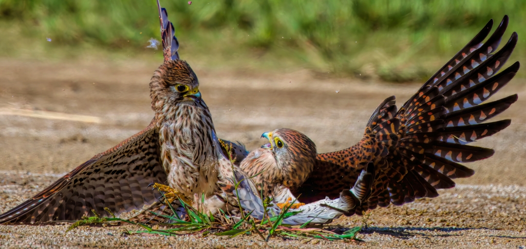 チョウゲンボウ