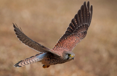 チョウゲンボウ