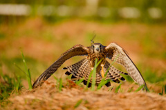 トンボを追って